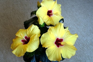 hibiscus