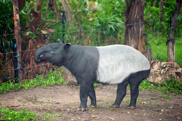 Malayan tapir (Tapirus indicus), also known as the Asian tapir. Wildlife animal.