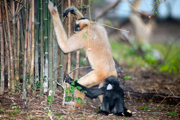 Mother and son of Northern white cheeked gibbon (Nomascus leucogenys).