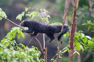 Rare and amusing animal - binturong.