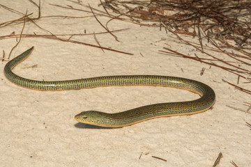 Naklejka premium An Eastern Glass Lizard crossing a dirt road in Florida.