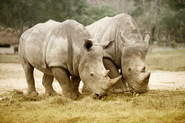 Southern white rhinoceros (Ceratotherium simum simum). Wildlife animal.