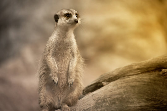 Suricate or meerkat (Suricata suricatta) standing on guard. © topten22photo