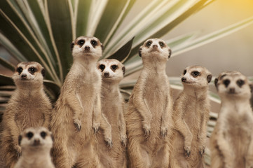 Suricate or meerkat (Suricata suricatta) standing on guard.