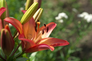 Obraz premium closeup Lily flowers in a garden