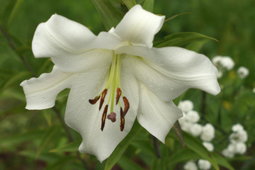 closeup White Lily flowers in a garden