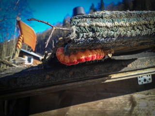 caterpillar of the goat moth, Cossus cossus, worm, under the roof of a wooden hut
