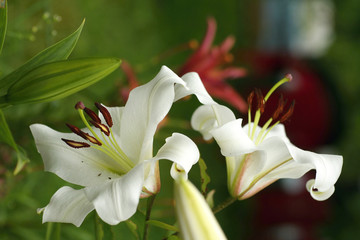closeup Lily flowers in a garden
