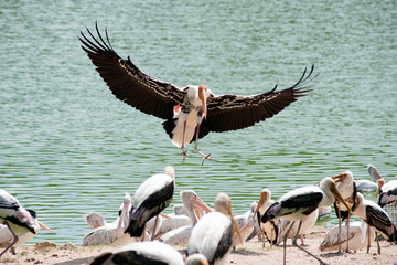 Painted Stork Bird (Mycteria leucocephala) with spread wings.