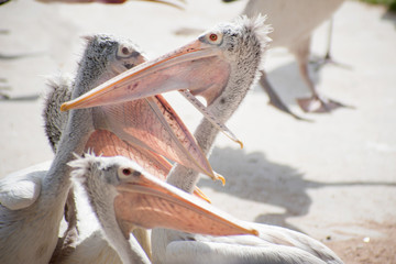 Several Spot-billed pelicans in a zoo Thailand.
