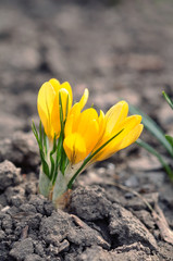 First yellow spring crocus flowers on ground