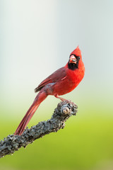Male Northern Cardinal