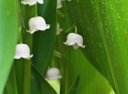 Flower lily of the valley growing in forest in spring closeup with drops
