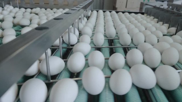 Chicken eggs move along the conveyor. Poultry farm. Panorama.