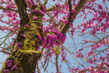 redbud tree flowers background
