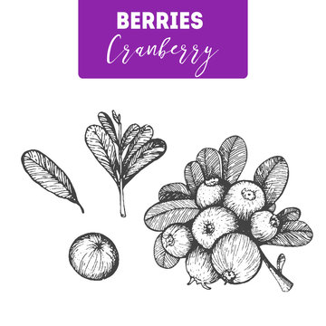 Cranberry Hand Drawn Vector Illustration Set. Engraved Food Image.