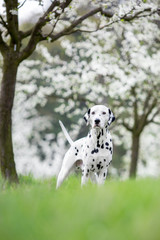 dalmatian in spring