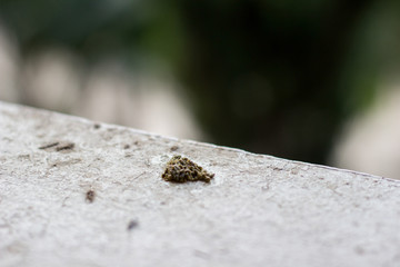 Bird dropping on the floor with copy space