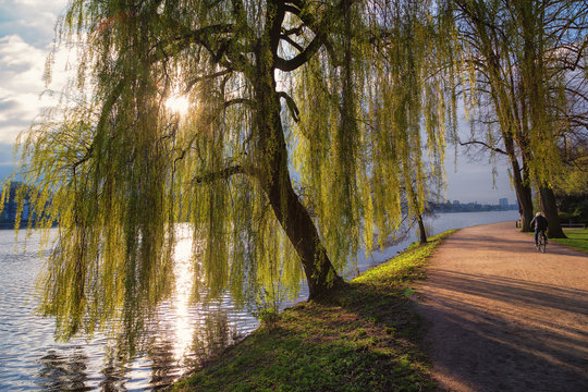 Trauerweide an der Alster