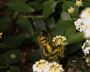 butterfly garden