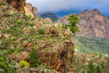 Mountain landscape with alone tree on the edge of  precipice. Grna Canaria