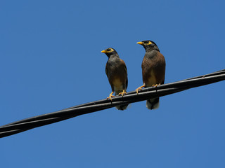 Couple Martin Triste, sur réseau électrique, La Réunion