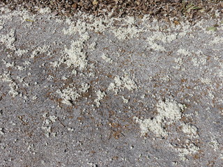 Piumini del Pioppo