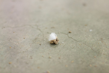 Bird dropping on the floor with copy space