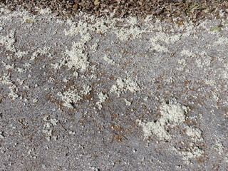 Piumini del Pioppo