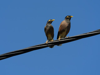 Couple Martin Triste, sur réseau électrique, La Réunion