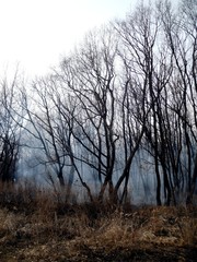 Forest in the smoke in the spring