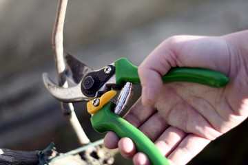 Naklejka premium Close-up of the hands of a man working in a vineyard, pruning the vine