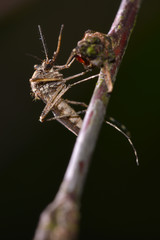 Mosquito Close-up