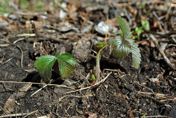 First leaves of wild strawberry growing, spring in wood