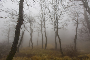 Fototapeta na wymiar Mystic forest with fog