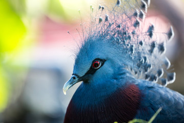 Fine Art - Victoria Crowned Pigeon 
