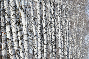 Obraz premium Белые берёзы.