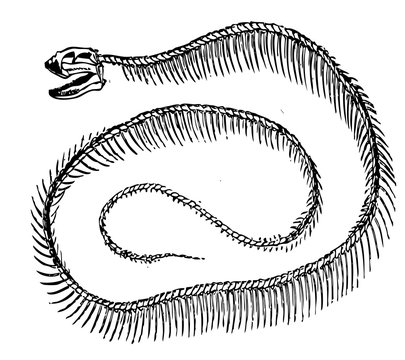skeleton of a snake