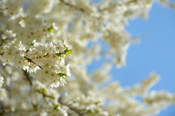 pring blossoming white spring flowers on a tree