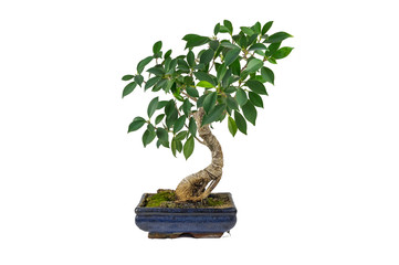 Bonsai, Ficus retusa, In a marble pot, in isolation. Indoor plant.
