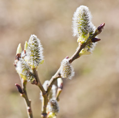 Pussy willow blossoms in spring sunny day, close up