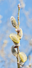 Pussy willow blossoms in spring sunny day