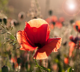 Poppy flower under the sun