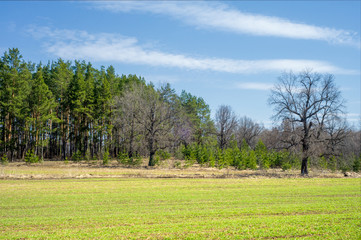 Spring landscape, the young shoots of wheat, oak trees in the expectation of green foliage, blue sky with few clouds