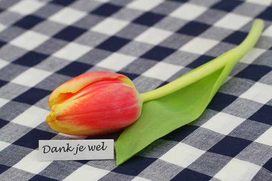 Fototapeta Dank je wel (thank you in Dutch) card with red tulip on checkered surface  