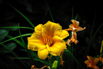 Flowers Still Blooming