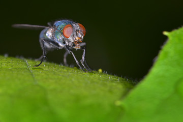 Fly
