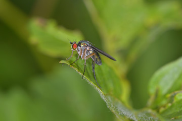Fly