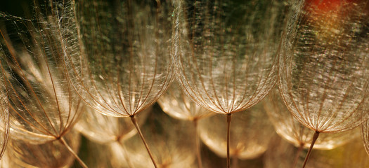 Great salsify (Tragopogon dubius Scop.)