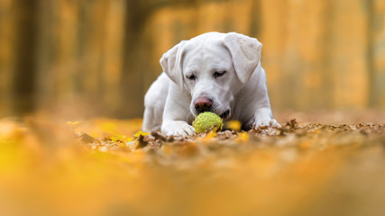 junger labrador retriever hund welpe spielt mit einem ball - abstrakter gelber hintergrund
